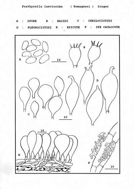 Psathyrella laevissima     (Romagn.)     Singer